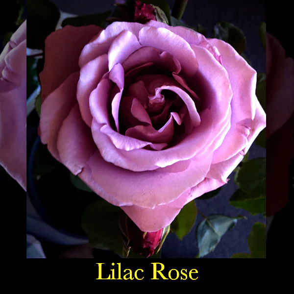 Celestial Blossoming Myst - Image 4