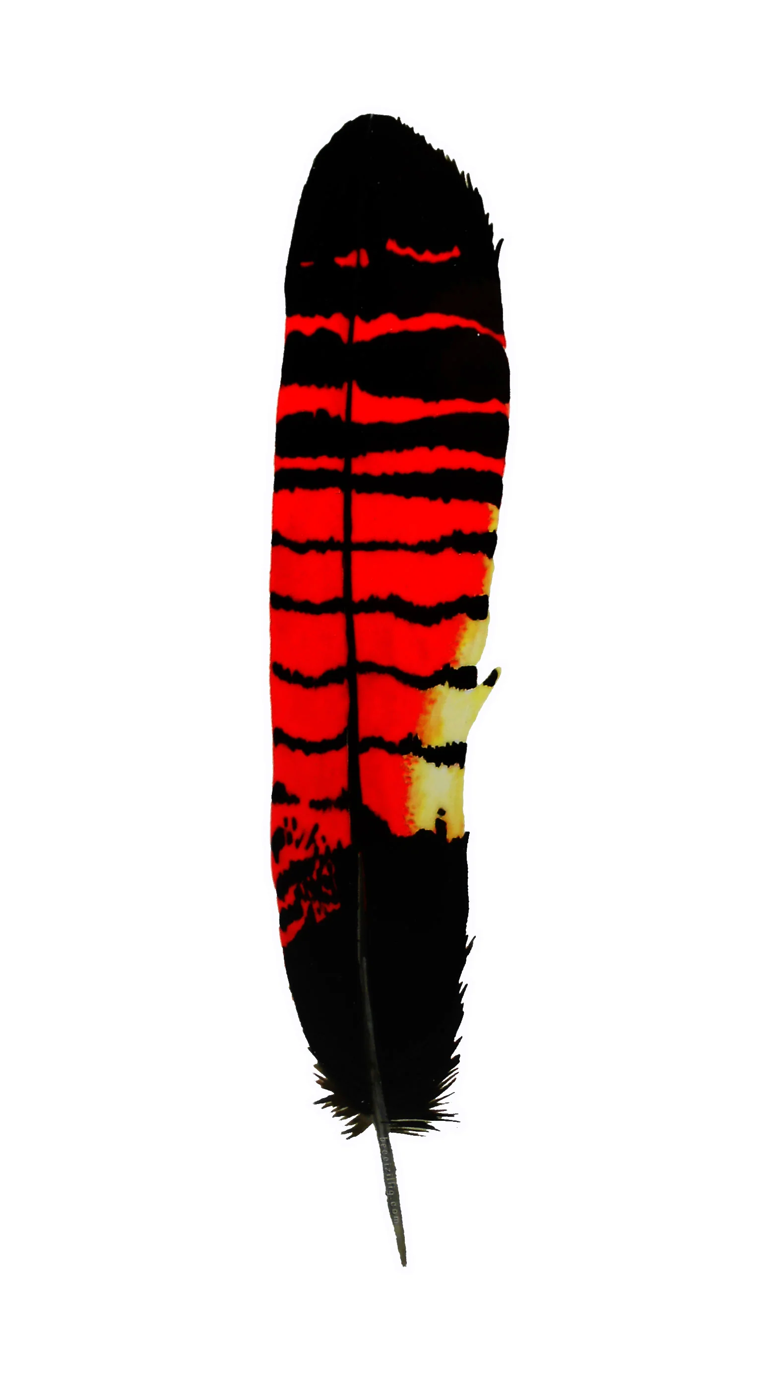 Sticker - Cockatoo Feather