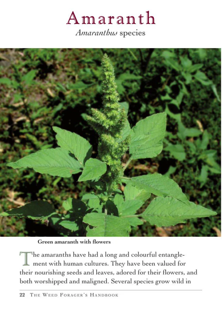 Weed Forager's Handbook: A Guide to Edible and Medicinal Weeds in Australia - Image 3