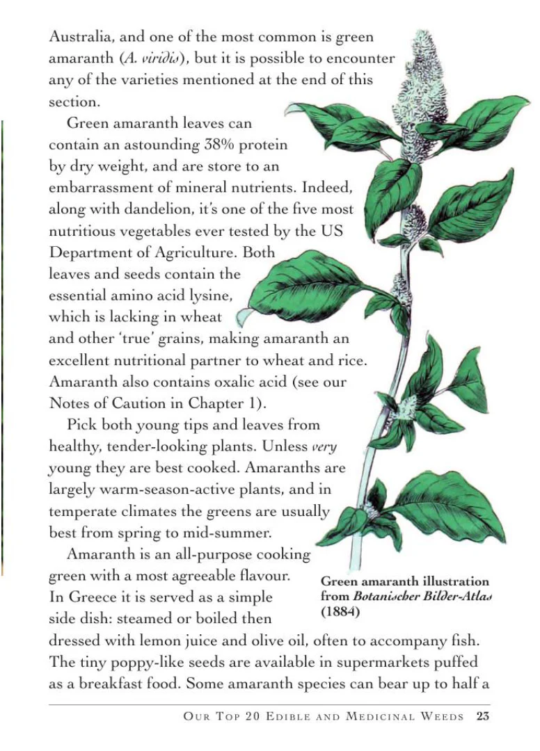Weed Forager's Handbook: A Guide to Edible and Medicinal Weeds in Australia - Image 4